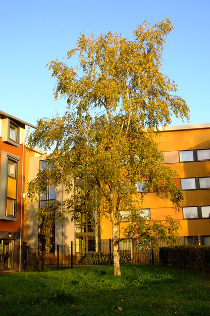 Childs lawn tree photo