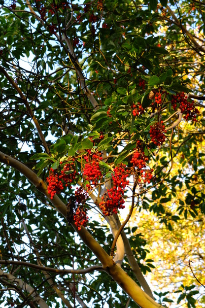 November close-up photo