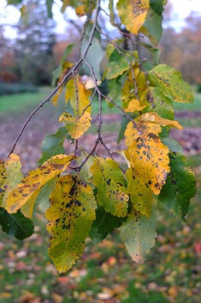 November close-up photo