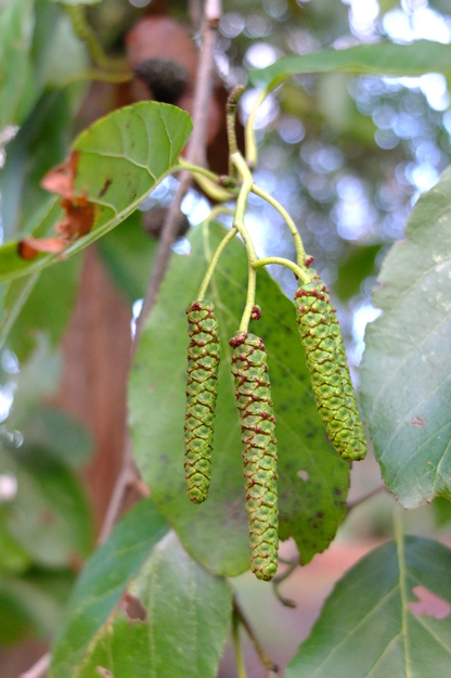 November close-up photo