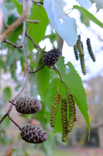 November close-up photo