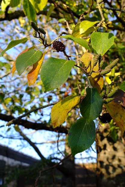 November close-up photo