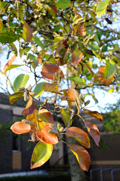 November close-up photo