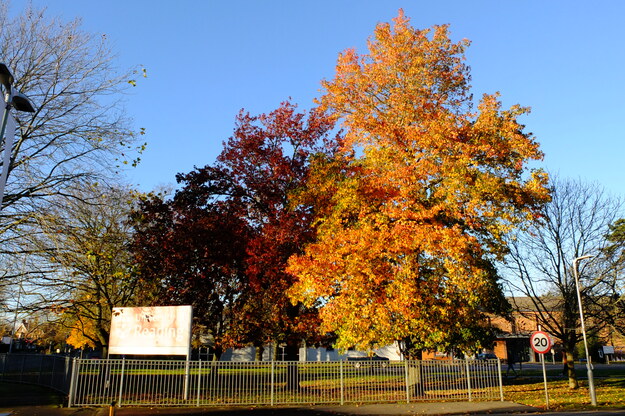 Shinfield Road tree photo
