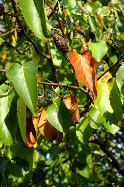 November close-up photo