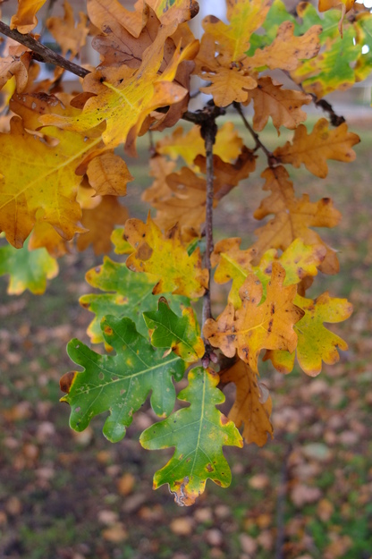 November close-up photo
