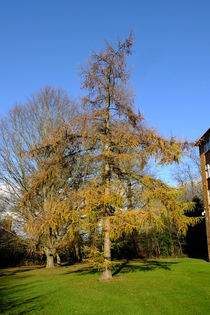 Wessex lakeside tree photo