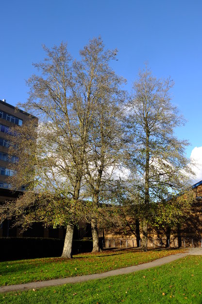 December tree photo