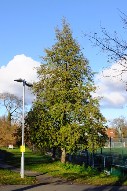 Sports courts tree photo