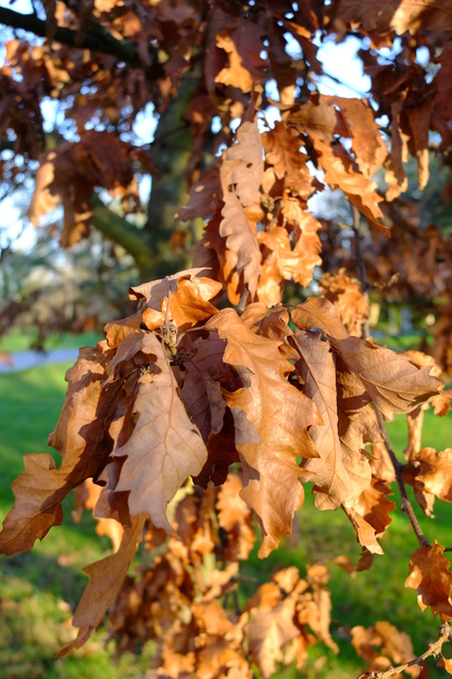 December close-up photo