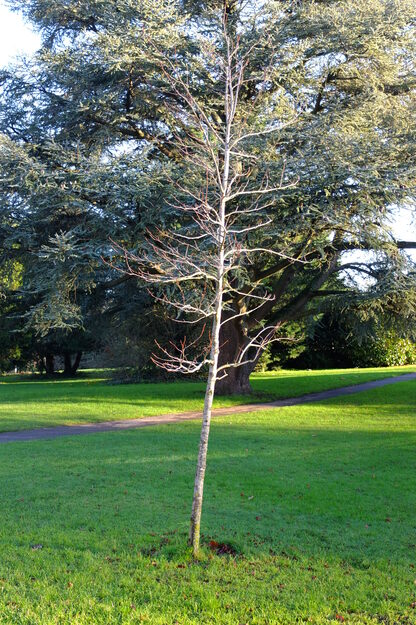 December tree photo