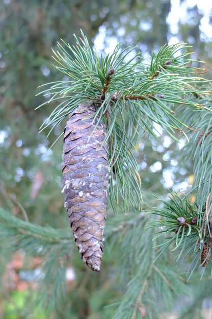 December close-up photo