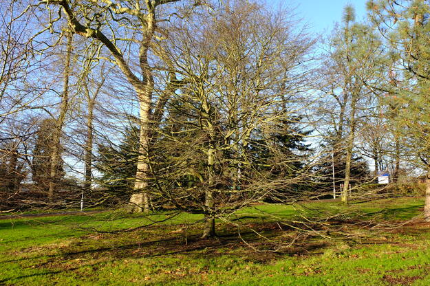 December tree photo