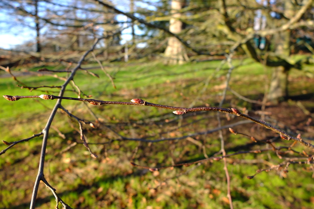 December close-up photo
