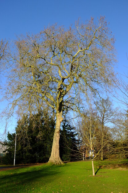 December tree photo