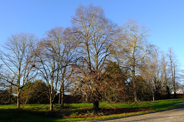 December tree photo
