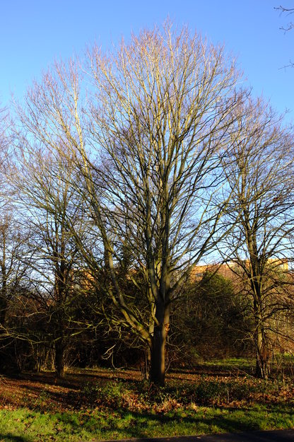 December tree photo