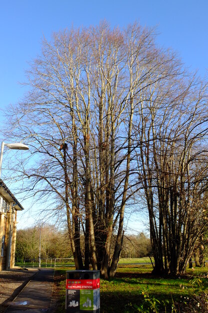 December tree photo
