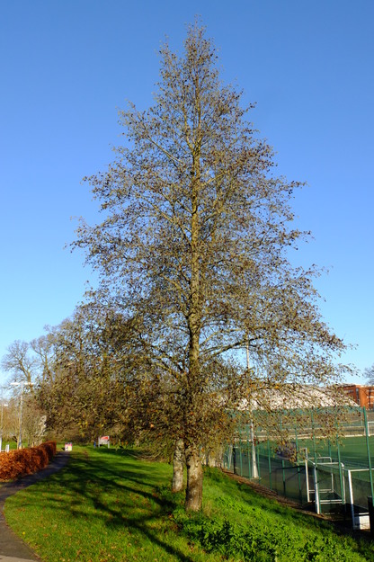 December tree photo