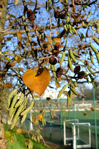 December close-up photo