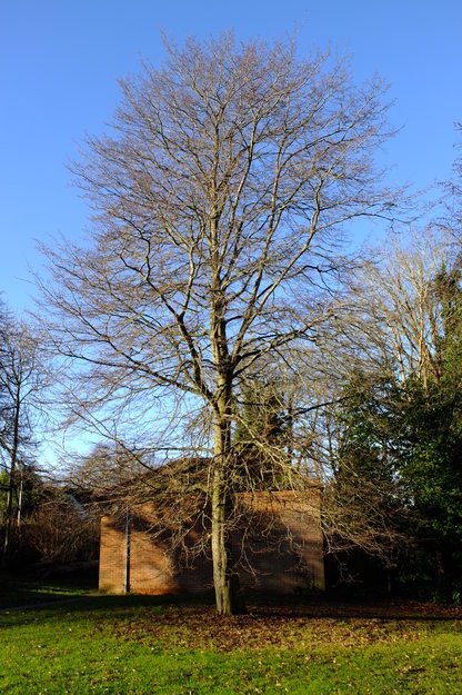 December tree photo