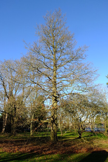 December tree photo