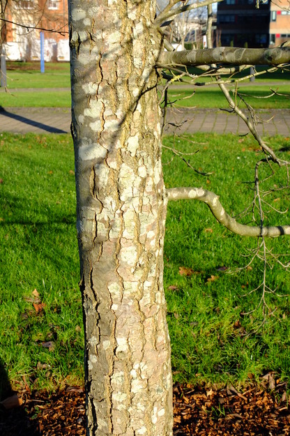 December close-up photo
