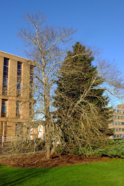 December tree photo