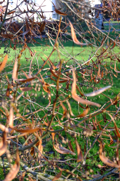 December close-up photo