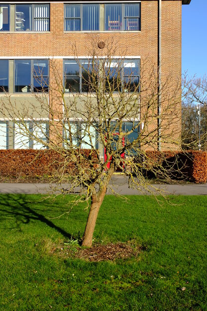 December tree photo