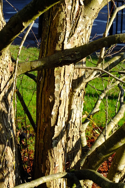 December close-up photo