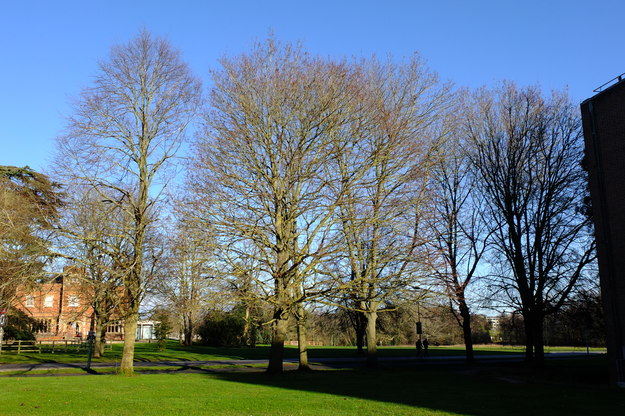 December tree photo