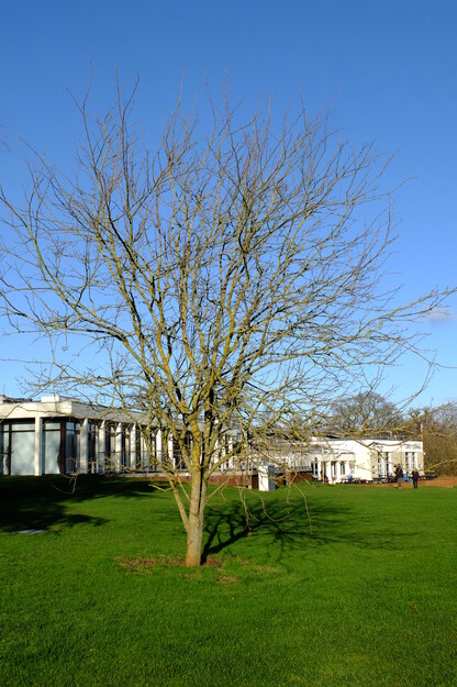 December tree photo