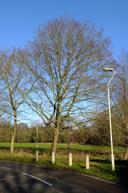 December tree photo
