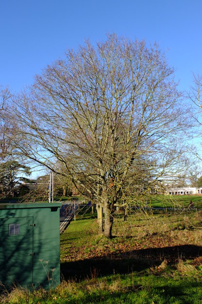 December tree photo