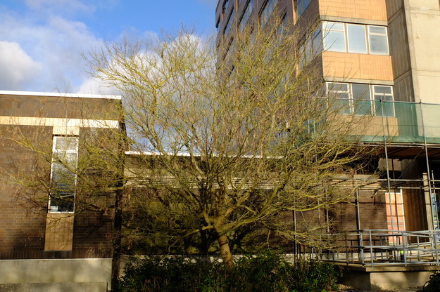 December tree photo