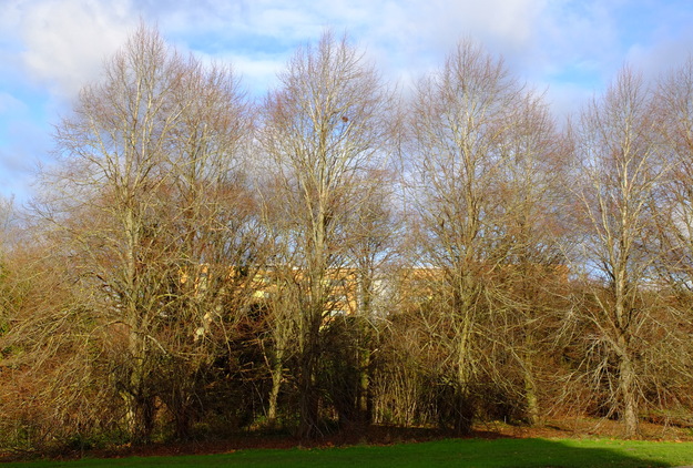 December tree photo