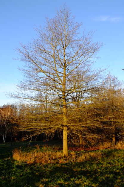 December tree photo