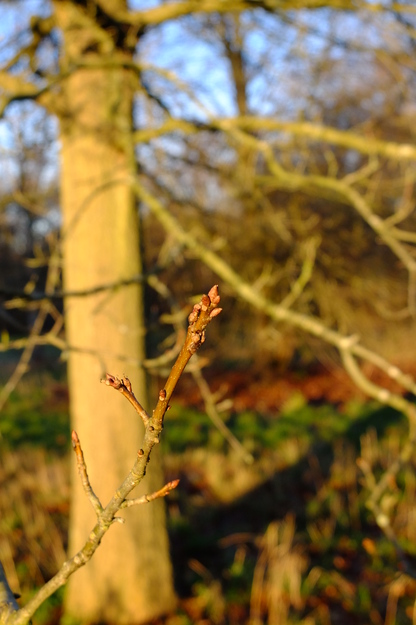 December close-up photo