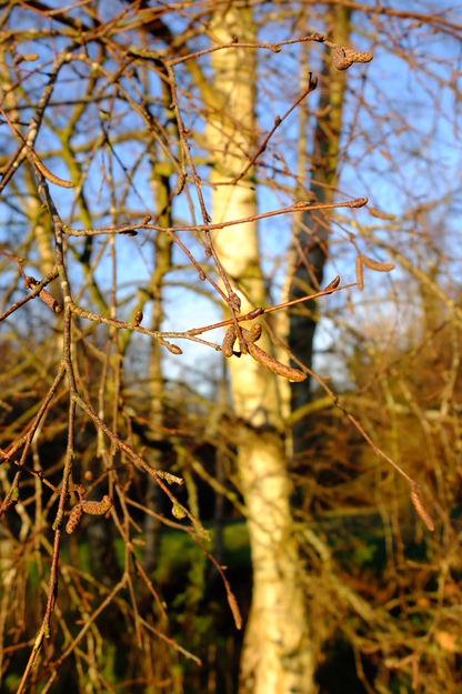 December close-up photo