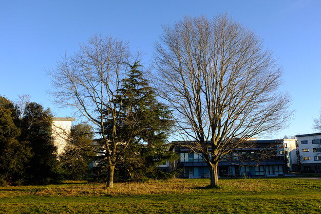 December tree photo