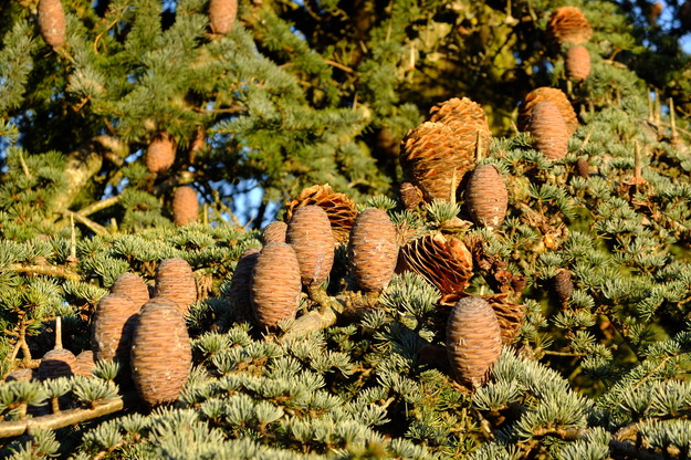 December close-up photo