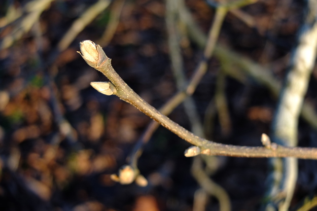December close-up photo