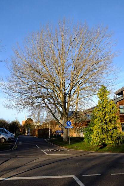 December tree photo