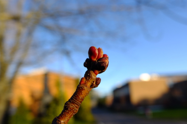 December close-up photo