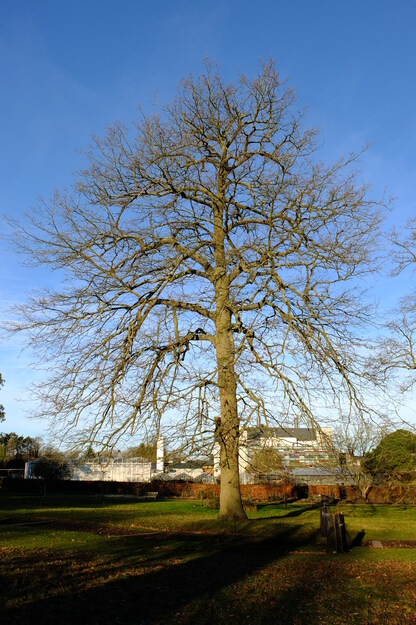 December tree photo