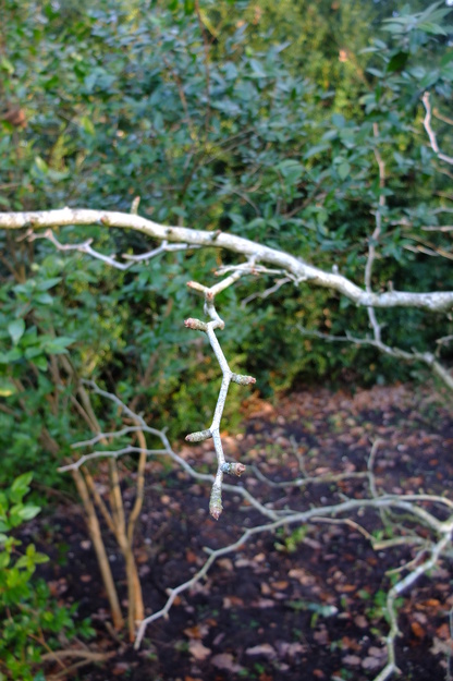 December close-up photo