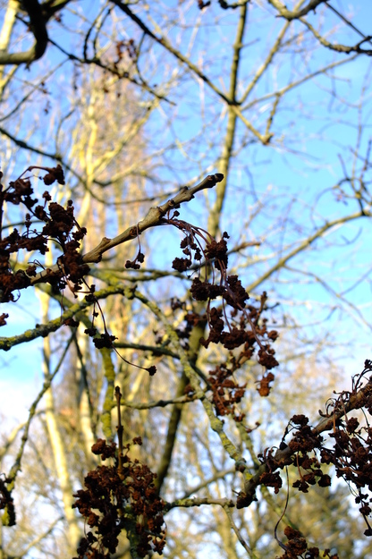 December close-up photo