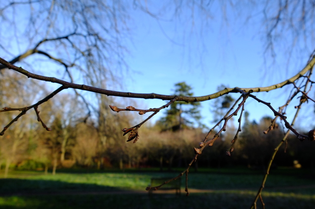 December close-up photo