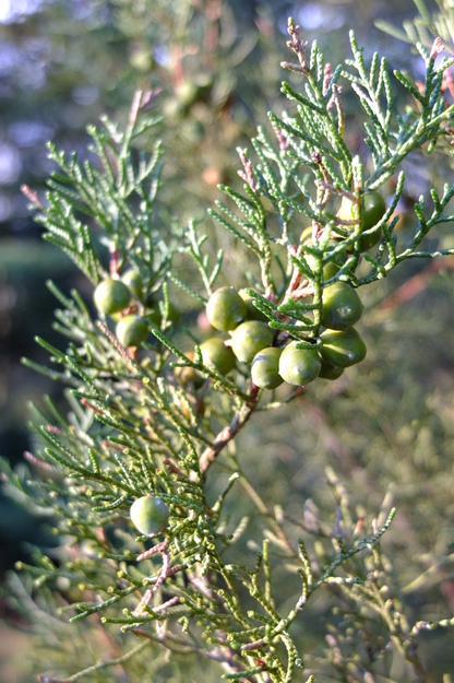 December close-up photo